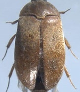Image result for "heterorhabdus Lobatus". Size: 162 x 185. Source: www.researchgate.net