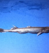 Image result for "etmopterus Schultzi". Size: 171 x 185. Source: www.sharkwater.com