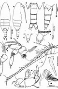 Image result for +"Neoscolecithrix Caetanovi". Size: 120 x 185. Source: copepodes.obs-banyuls.fr
