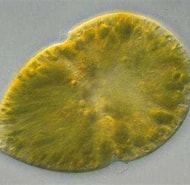 Afbeeldingsresultaten voor "gymnodinium Veneficum". Grootte: 190 x 185. Bron: bio1903.nicerweb.com