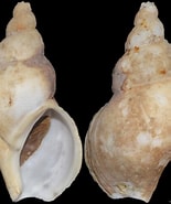 Image result for "beringius Turtoni". Size: 155 x 185. Source: jaxshells.org