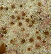 Image result for "isozoanthus Sulcatus". Size: 176 x 185. Source: inpn.mnhn.fr