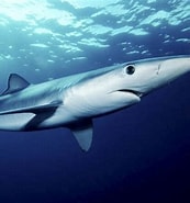 Image result for blauwe haai gevaarlijk. Size: 173 x 185. Source: www.rd.nl