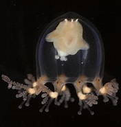 Afbeeldingsresultaten voor Cladonema radiatum Stam. Grootte: 176 x 185. Bron: www.aphotomarine.com