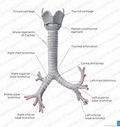 Afbeeldingsresultaten voor "caecum Trachea". Grootte: 175 x 185. Bron: www.kenhub.com