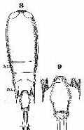 Afbeeldingsresultaten voor "corycaeus Flaccus". Grootte: 106 x 185. Bron: copepodes.obs-banyuls.fr