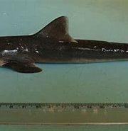 Afbeeldingsresultaten voor "rhizoprionodon Lalandii". Grootte: 180 x 144. Bron: shark-references.com