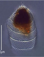 Afbeeldingsresultaten voor "eucyrtidium Acuminatum". Grootte: 143 x 185. Bron: gallery.obs-vlfr.fr