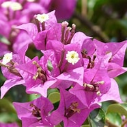 Afbeeldingsresultaten voor "bougainvillea Muscoides". Grootte: 186 x 185. Bron: pixabay.com