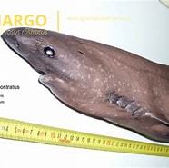 Image result for Lemargo vissen. Size: 186 x 185. Source: www.ilgiornaledeimarinai.it