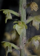 Image result for "nematoscelis Tenella". Size: 133 x 185. Source: www.phytoimages.siu.edu