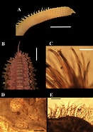 Image result for Orbiniidae Stam. Size: 131 x 185. Source: www.researchgate.net