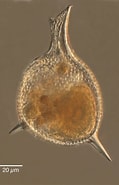 Image result for "Epiplocylis undella". Size: 119 x 185. Source: images.cnrs.fr