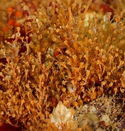 Image result for "sarsia Eximia". Size: 176 x 185. Source: www.britishmarinelifepictures.co.uk