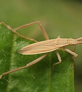 Image result for Temorites elongata Geslacht. Size: 164 x 185. Source: www.britishbugs.org.uk