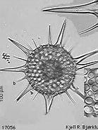 Image result for "heliodiscus Asteriscus". Size: 139 x 185. Source: www.radiolaria.org