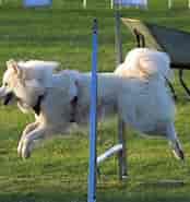 Image result for World Dansk Fritid Husdyr Hunde racer Spidshunde Akita. Size: 174 x 185. Source: hundliv.dk