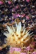 Image result for "polymastia Spinula". Size: 125 x 185. Source: www.sciencephoto.com