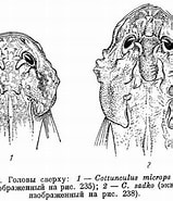 Image result for "cottunculus Sadko". Size: 159 x 185. Source: www.fishbiosystem.ru