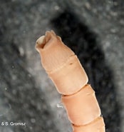 Afbeeldingsresultaten voor Praxillella praetermissa Familie. Grootte: 174 x 185. Bron: www.iopan.gda.pl