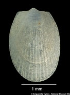 Afbeeldingsresultaten voor "limatula Gwyni". Grootte: 136 x 185. Bron: naturalhistory.museumwales.ac.uk