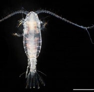Afbeeldingsresultaten voor "paracalanus Aculeatus". Grootte: 189 x 185. Bron: plankton.image.coocan.jp