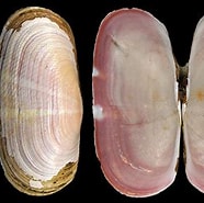 Afbeeldingsresultaten voor Solecurtidae Superfamilie. Grootte: 186 x 176. Bron: www.idscaro.net