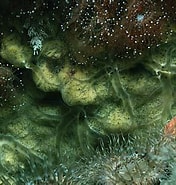 Afbeeldingsresultaten voor "phorbas Dives". Grootte: 176 x 185. Bron: www.habitas.org.uk