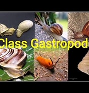 Afbeeldingsresultaten voor Gastropoda. Grootte: 176 x 185. Bron: ar.inspiredpencil.com