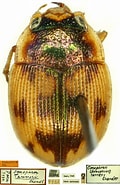 Image result for "heterorhabdus Tanneri". Size: 120 x 185. Source: carabidae.org
