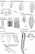 Afbeeldingsresultaten voor Protubulanus theeli geslacht. Grootte: 120 x 185. Bron: www.researchgate.net