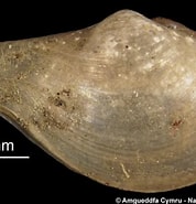 Afbeeldingsresultaten voor Cuspidaria obesa Familie. Grootte: 178 x 185. Bron: naturalhistory.museumwales.ac.uk