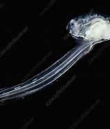 Image result for "oikopleura Cophocerca". Size: 158 x 185. Source: www.sciencephoto.com