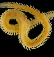 Image result for "eulalia Tjalfiensis". Size: 174 x 185. Source: invertebrate.w.uib.no