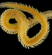 Image result for Eulalia tjalfiensis Order. Size: 176 x 185. Source: invertebrate.w.uib.no
