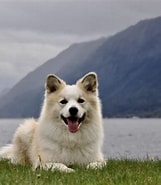 Norsk Islandshund 的圖片結果. 大小：161 x 185。資料來源：islandshunden.no