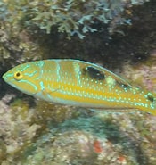 Afbeeldingsresultaten voor Halichoeres radiatus. Grootte: 175 x 185. Bron: reeflifesurvey.com