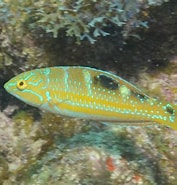 Image result for Halichoeres radiatus Klasse. Size: 177 x 185. Source: reeflifesurvey.com