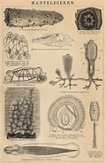 Afbeeldingsresultaten voor manteldieren Evolutie. Grootte: 120 x 185. Bron: www.atlasenkaart.nl