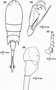 Afbeeldingsresultaten voor Corycaeus crassiusculus. Grootte: 115 x 185. Bron: www.researchgate.net