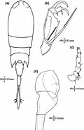 Afbeeldingsresultaten voor Corycaeus crassiusculus. Grootte: 120 x 185. Bron: www.researchgate.net
