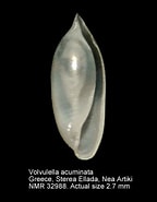 Image result for "volvulella Acuminata". Size: 144 x 185. Source: www.marinespecies.org