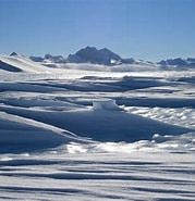 Image result for Arctapodema Antarctica Rijk. Size: 179 x 185. Source: phys.org