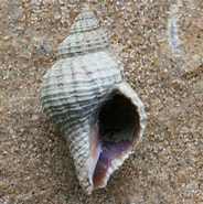 Image result for Amerikaanse oesterboorder. Size: 184 x 185. Source: www.strandvondsten.nl
