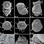 Image result for "halicryptus Spinulosus". Size: 186 x 185. Source: frontiersinzoology.biomedcentral.com