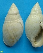 Afbeeldingsresultaten voor Ellobioidea. Grootte: 152 x 185. Bron: www.fossilshells.nl