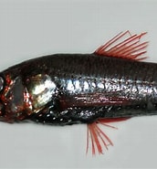 Image result for "neoscopelus Macrolepidotus". Size: 172 x 185. Source: fishesofaustralia.net.au