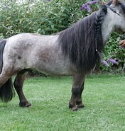 Image result for Yolo County, California Falabella Breeders and Stallions. Size: 176 x 185. Source: falabellastud.com