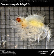 Image result for "caesaromysis Hispida". Size: 178 x 185. Source: www.st.nmfs.noaa.gov