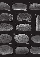 Afbeeldingsresultaten voor Eucythere Argus Geslacht. Grootte: 131 x 185. Bron: www.researchgate.net